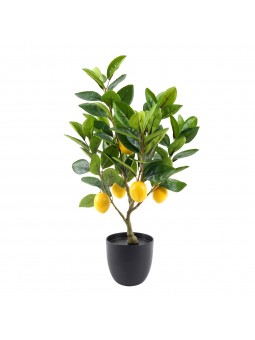 Arbre citron