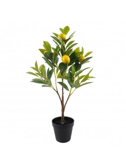 Arbre citron