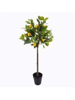 Arbre citron