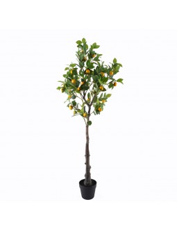 Arbre citron