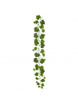 Branche raisin