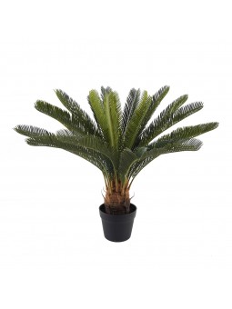 Plante cycad