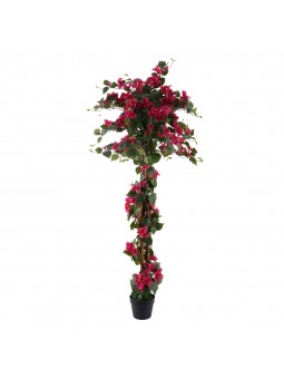 Plante bougainvillier